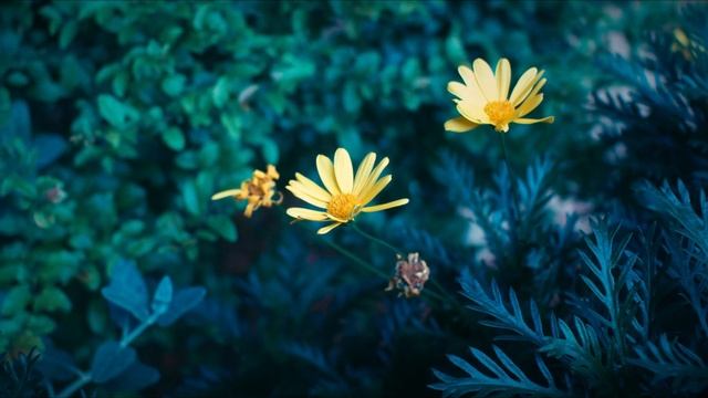 Shanghai Night ep1 | Canon EOS M | Magic Lantern 2.5K смотреть онлайн