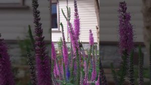 Вероникаструм виргинский Фасцинейшн