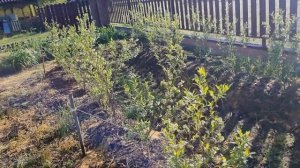 Массовое цветение голубики, чем подкармливать ?