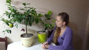 Лиметта. Лиметта ди Рангпур. Лиметта Дольче Романо. Лиметта Пурша