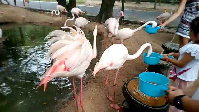 Таиланд . Огромным открытый зоопарк Кхао Кхео. смотреть онлайн