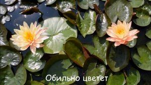 Персиковая Nymphaea Mangala Ubol Кувшинка Мангала Убол