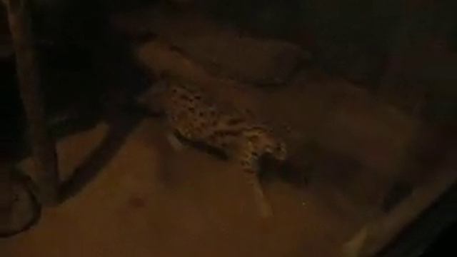 Dusit Zoo леопардовая кошка