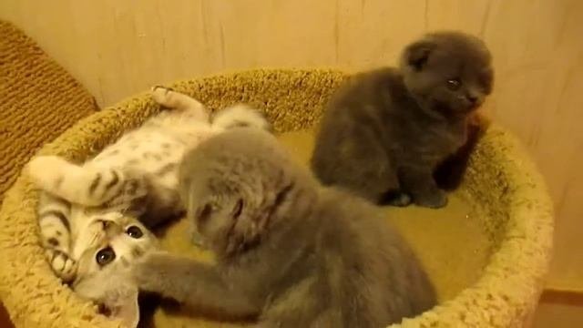 Плюшевые котята Британские и вислоухие Шотландские
