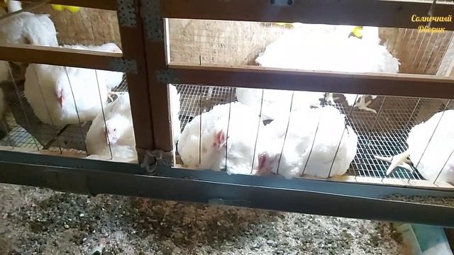 Бройлеры своим теплом греют курятник. Выращивание бройлеров осенью. Бройлер Арбор Айкрес.