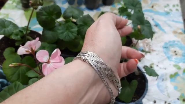 ПЕЛАРГОНИЯ, перевалка в больший объем. ПЕЛАРГОНИЯ плющелистная, зональная, карликовая. смотреть онлайн