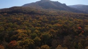 ОСЕНЬ В ЛЕСУ В КРЫМУ. СЕЛО ПЕРЕВАЛЬНОЕ. РАЙСКОЕ МЕСТО ДЛЯ ЖИЗНИ В КРЫМУ!