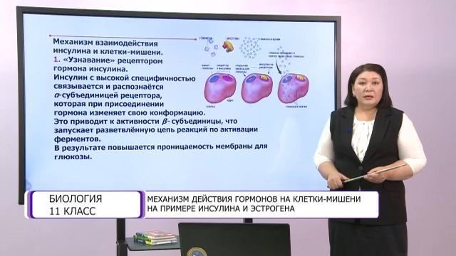 Биология. 11 класс. Механизм действия гормонов на клетки-мишени на примере инсулина и эстрогена смотреть онлайн
