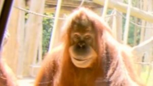 ORANG2