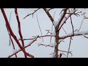 Зимний обзор кустов ежевики, малины и голубики. Дачные будни.