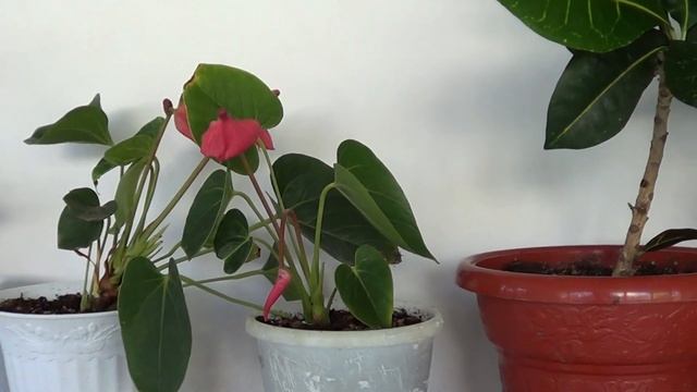 ВОТ ЭТО БЕНЗИН / ДАЖЕ НЕ ЗАКРИЧАЛА / ПЕРЕСАДКА ФИАЛКИ смотреть онлайн