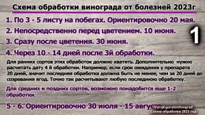 ? Эта СХЕМА ОБРАБОТКИ ВИНОГРАДА от болезней СПАСЕТ Ваш виноград. Фото основных болезней. 2023 год.