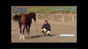 Il cavallo vince la paura, si fida e supera il fosso. L'importanza del premio.