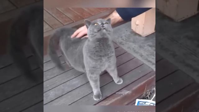 Как заставить кота разговаривать смотреть онлайн