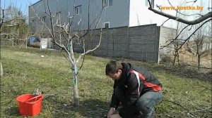 Формировка, обрезка многосортовой яблони.