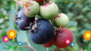 Ирга ольхолистная Ханивуд. Краткий обзор, описание характеристик amelanchier alnifolia Honeywood