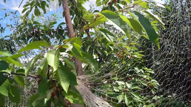 Как защитить черешню от птиц. Дача в Афонино. Урожай 2016 смотреть онлайн