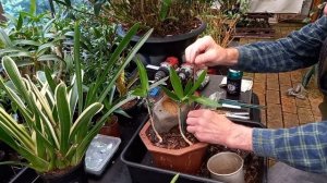 Dendrobium kingianum Orchid keikis for a Table Mount