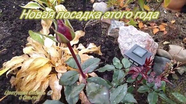Самые морозостойкие цветы в осеннем саду