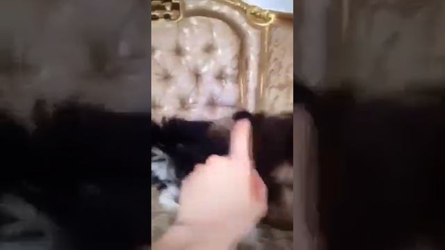 Шоколадные йорк, биро йорк , чёрный йорк
