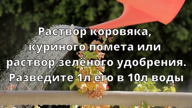 ?ЖЕЛТЕЕТ ЧЕСНОК? ВЕСНОЙ? ПРОСТОЕ СРЕДСТВО ОТ ЖЁЛТЫХ КОНЧИКОВ!