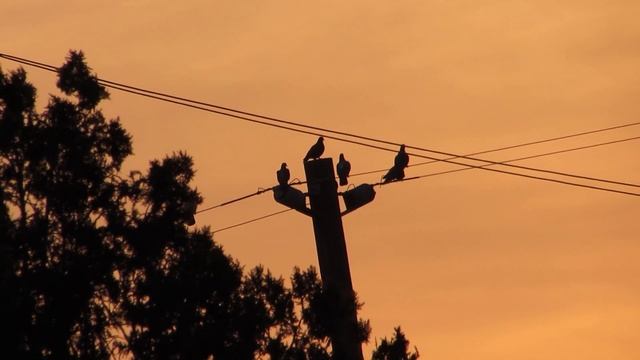 Canon PowerShot SX510 HS Video Test || DarkJohn55 смотреть онлайн