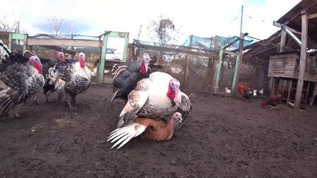 ЯК ІНДИКИ ПАРУЮТЬСЯ? ШЛЮБНИЙ ПЕРІОД У ІНДИКІВ. Залицяння самців в моєму господаостві. смотреть онлайн