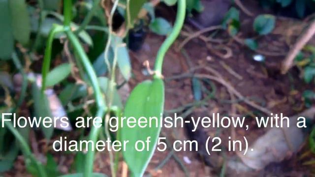 Large Vanilla Orchid with Vanilla Beans growing in Greenhouse / Facts about Vanilla Orchids смотреть онлайн