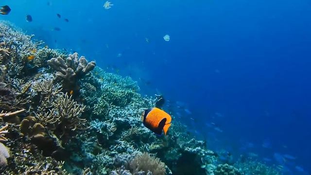 Красивая расслабляющая музыка для успокоения ума, прекращения мышления, Расслабляющая музыка для сн смотреть онлайн