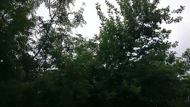 Соловьи поют! Слушать их такая радость!!! смотреть онлайн