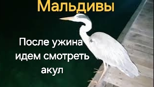 31 серия. Мальдивы. Ужин на Fihalhohi, ночные акулы.