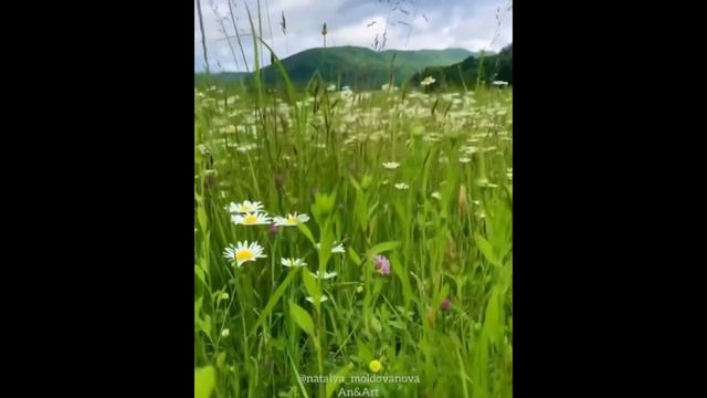 Ромашковое | Читает автор: Наталья Молдованова