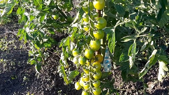 Очередное путешествие по огороду,посеял редис 18 дней ,всходы. смотреть онлайн