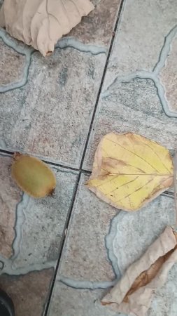 Киви валяются просто под ногами. Их так много