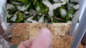 Камелия китайская(чай)