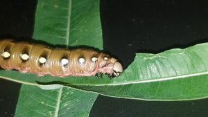 Кормим гусеницу Бражника подмаренникового (Hyles galii)