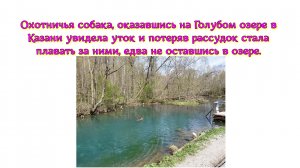 Охотничья собака, оказавшись на Голубом озере в Казани увидела уток и «потеряв рассудок» поплыла.