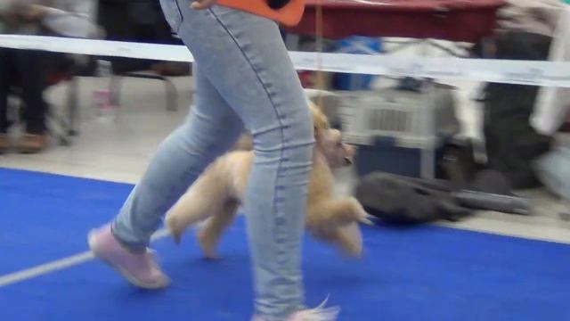 156 NAGAZI LOVELY SUNNY GIRL. Моно пуделей Екатеринбург 22,01,23, смотреть онлайн