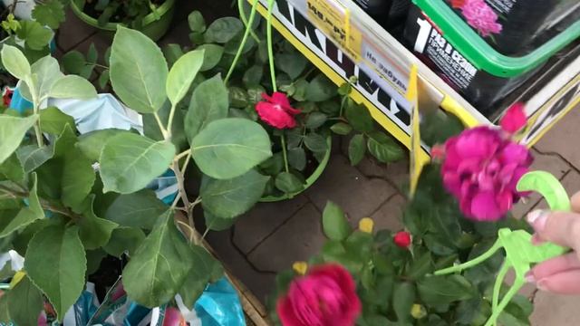 Розы 2021 в Оби. Рассада Цветов. смотреть онлайн