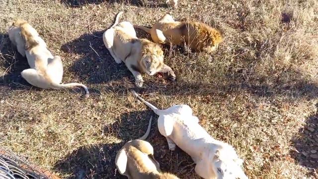 То самое видео об угощении, где для Джуны была отложена курочка.. смотреть онлайн