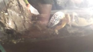 Спаривание Эублефаров. 18+ слабонервным не смотреть