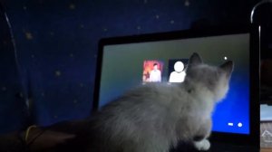 Кот гоняется за мышкой