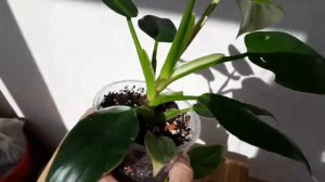 Филодендрон Белая принцесса/разочаровала?