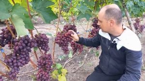 Виноград Памяти учителя 2021