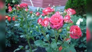 Rose Tiramisu (Роза Тирамису)