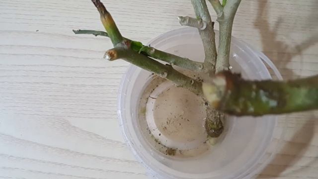 Бругмансия, цветок, посадка . Как чувствует после заморозка. / Brugmansia, flower, planting смотреть онлайн