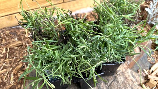 Lavender FAIL & Trying Again… good news, the propagated cuttings look great! #lavender #flowers смотреть онлайн