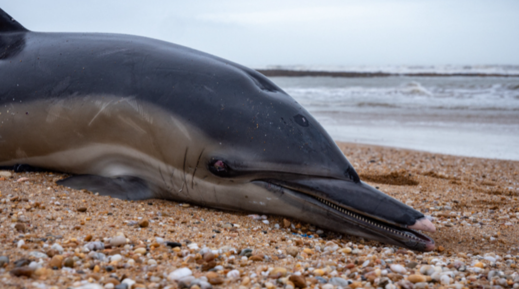 Кимми дома: в Крыму в море выпустили спасенного дельфина