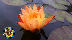Нимфея Paranee (Парани) кувшинка, waterlily, водные растения, пруд