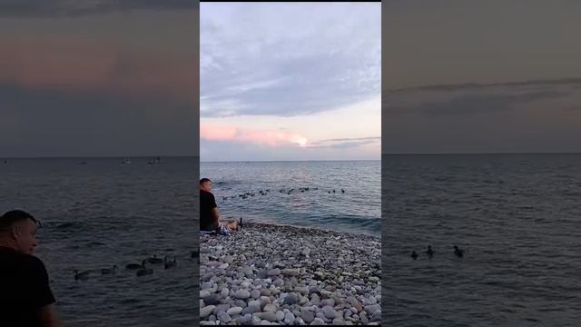 Утки - морские туристы в Сочи #ДневникВахтовика